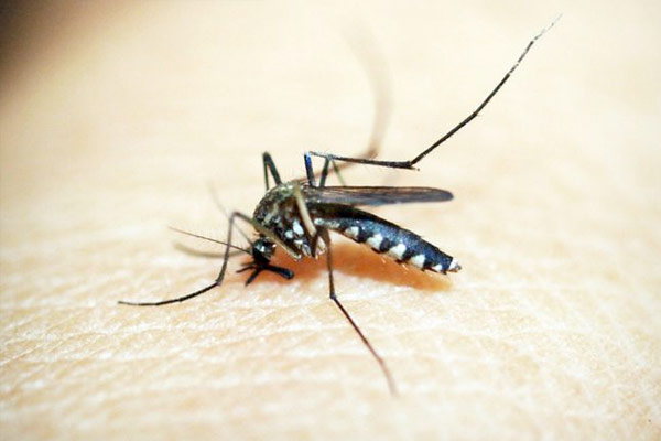 Estudio comprueba que los mosquitos no pueden transmitir el coronavirus