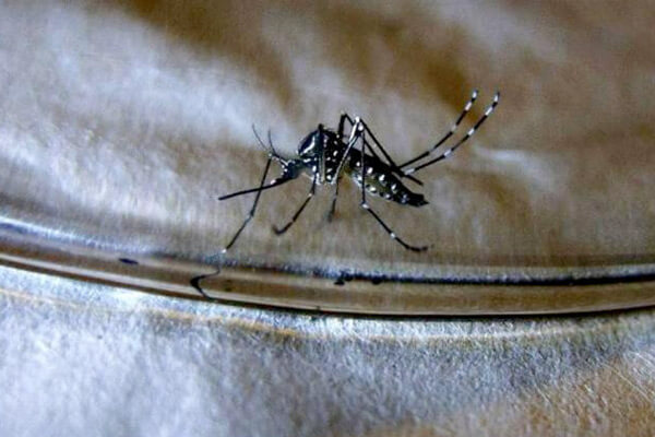 Procuraduría urge medidas por el alarmante aumento de casos de dengue