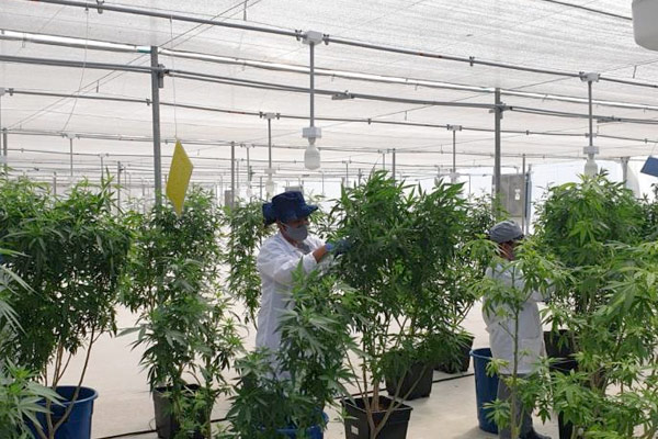 Industria del cannabis medicinal rechaza la decisión del Congreso