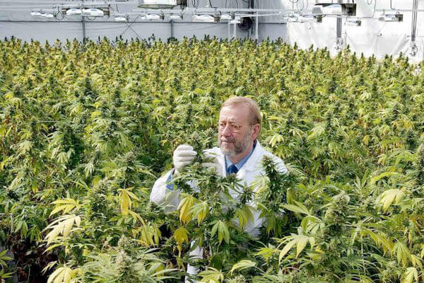La ONU reconoce propiedades medicinales del cannabis y la retira de categoría de drogas más peligrosas