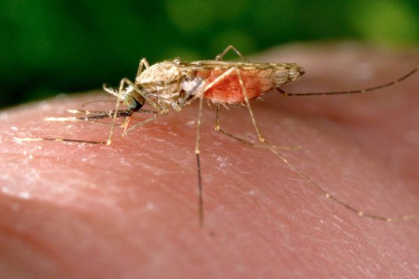 Los mosquitos de la malaria son cada vez más difíciles de controlar