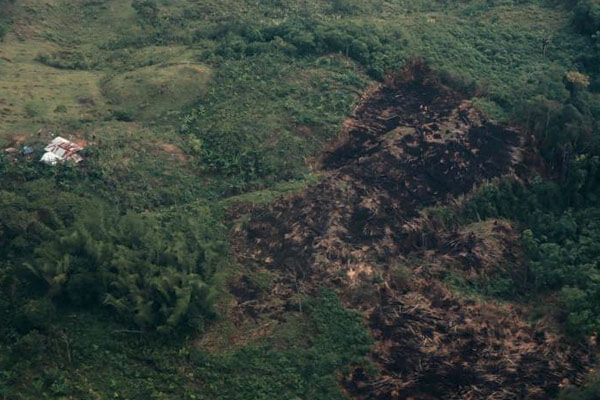 Entre más talamos los bosques, más expuestos estamos a los virus