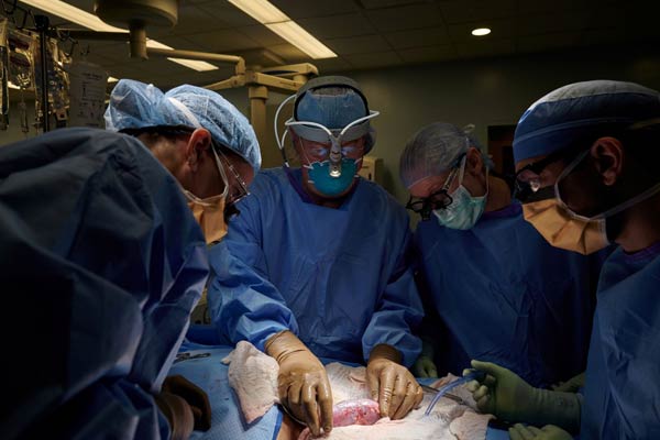 Trasplantado con éxito un riñón de cerdo a una mujer en muerte cerebral