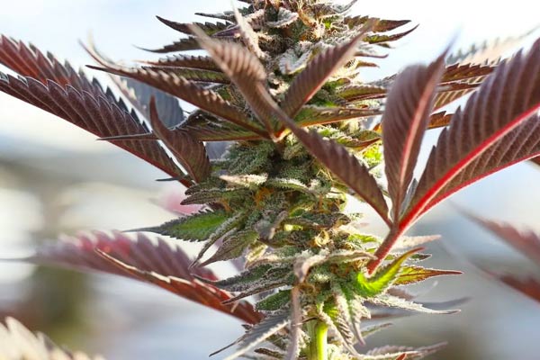 Cannabis Medicinal: Usos de la Planta en la Medicina