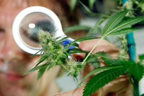 Colombia apunta al cannabis medicinal como un impulsor de las exportaciones