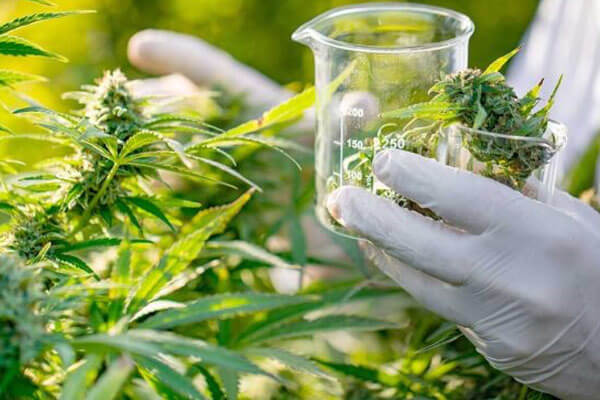 Se oficializó proyecto de investigación sobre el cultivo de cannabis medicinal en Argentina