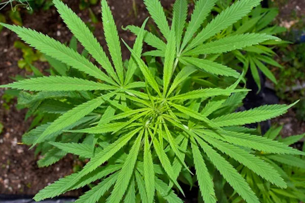 En el departamento de Santander ya es legal el uso de cannabis medicinal e industrial