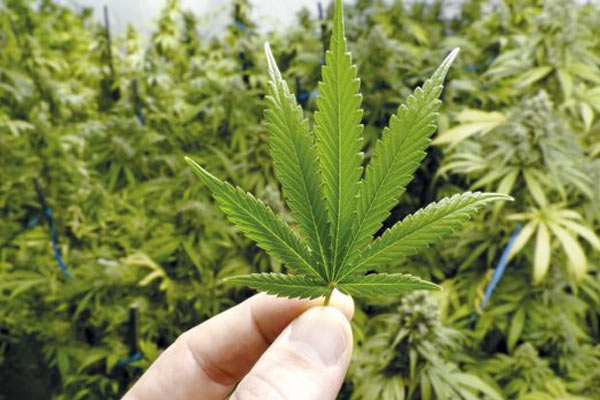 Todo lo que debe saber de la autorización del uso industrial del cannabis en Colombia