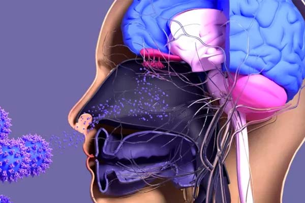 ¿Cuál es el rol del cerebro (y del estado de ánimo) en nuestra respuesta inmune?