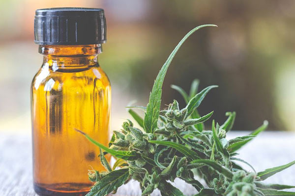 Investigadores señalan que el cannabis medicinal es “efectivo para aliviar  el dolor ginecológico” – Federación Médica Colombiana