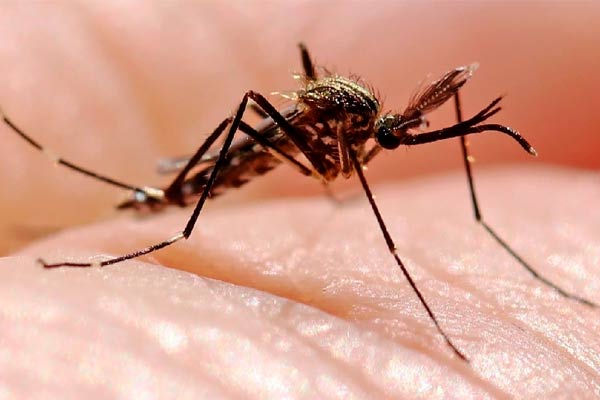 Por qué pican los mosquitos y cómo evitar los piquetes con ayuda de tu alimentación