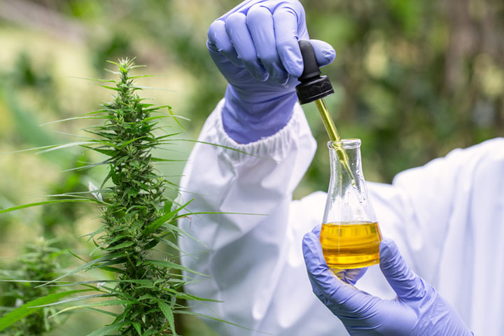 Investigaciones científicas de cannabis aumentan con la legalización