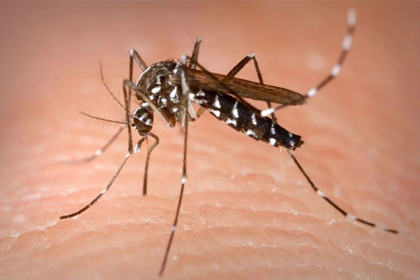 Un importante hallazgo científico cambiaría el tratamiento y la prevención del dengue y el zika