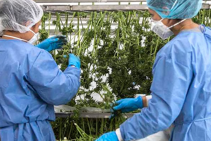 Instituto Nacional de Cancerología quiere empezar a producir medicamentos con cannabis