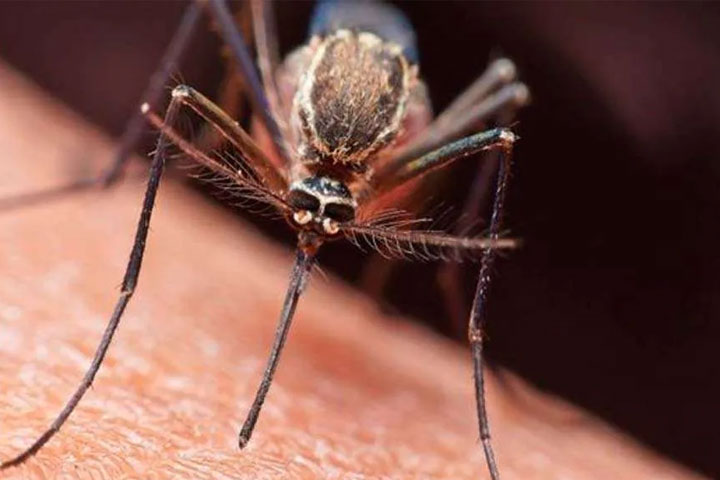 Leve crecimiento de la malaria en Colombia